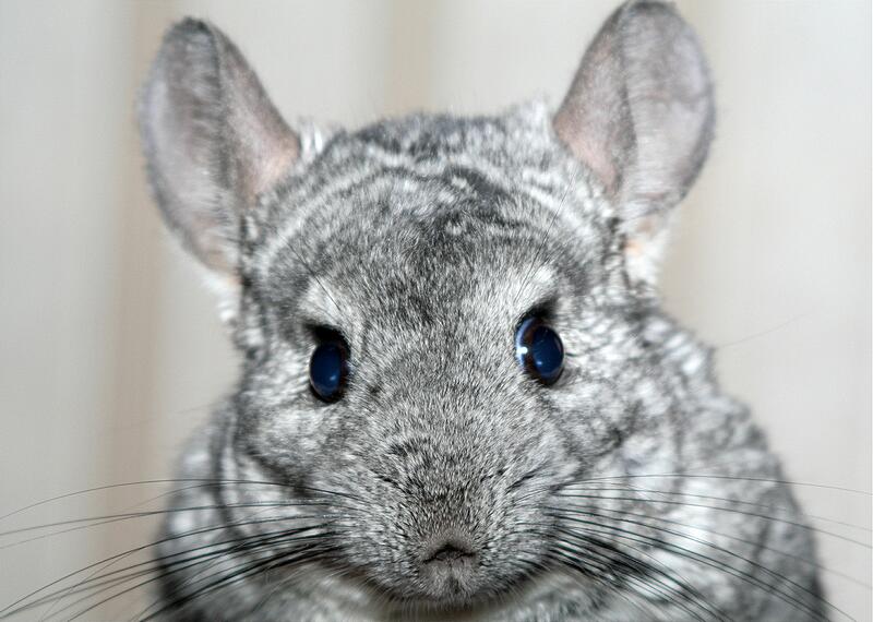 �������. �������