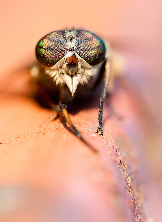 � ������� ������