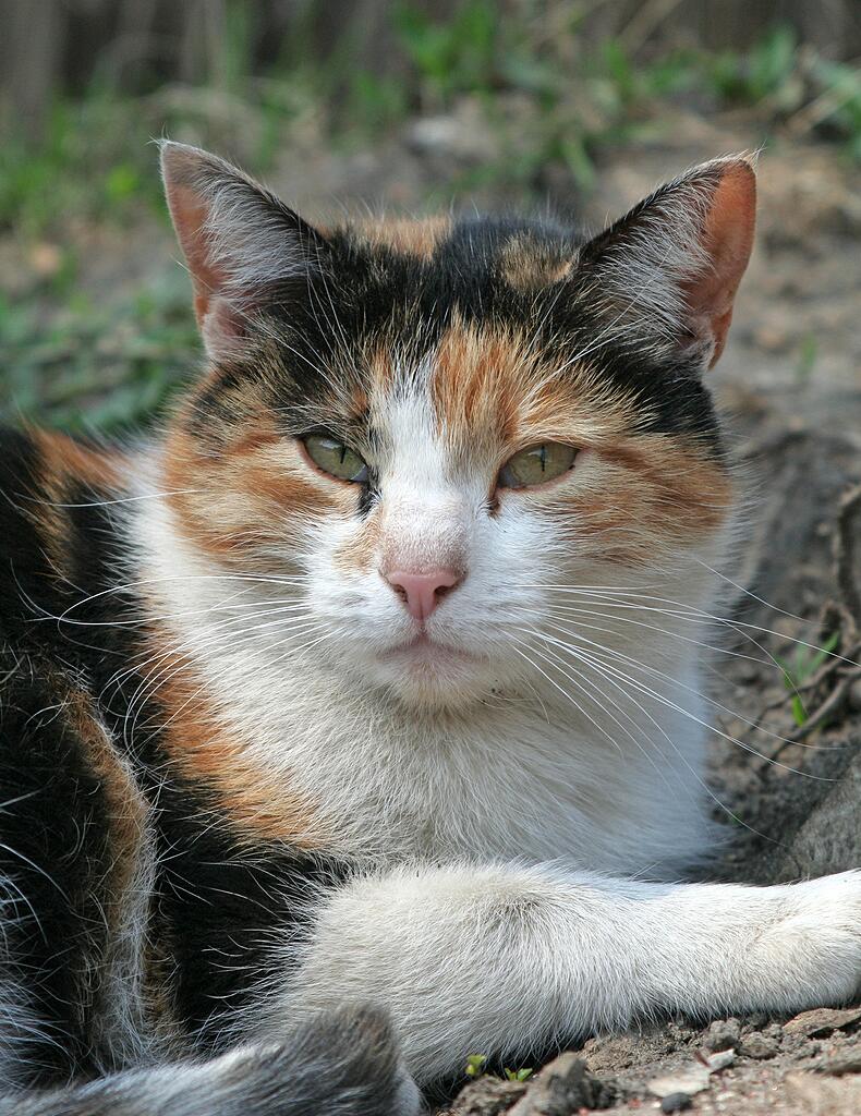 �������� �������� �� ����