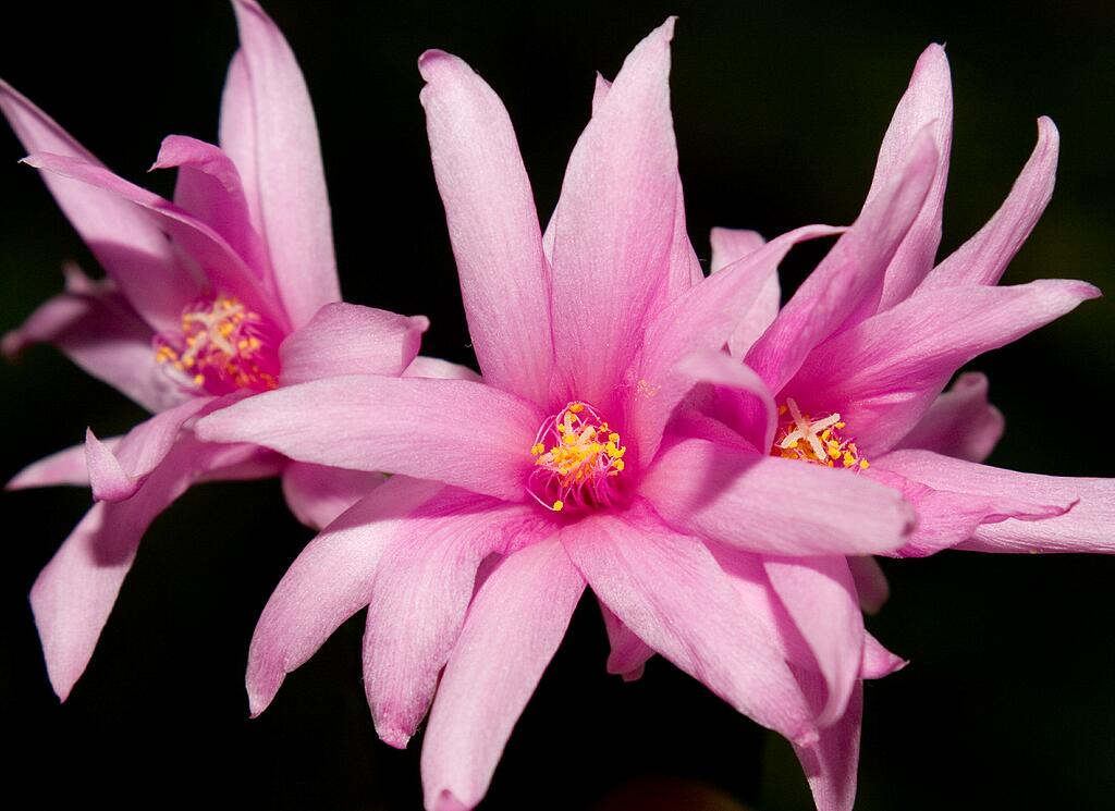 ������ ������