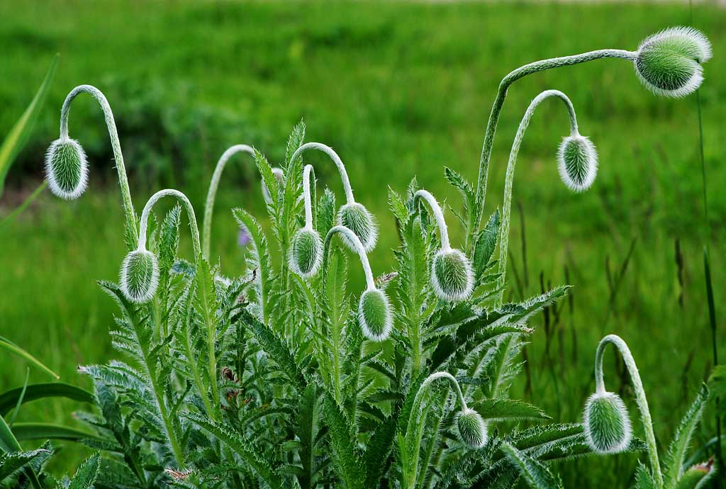 ���� �������