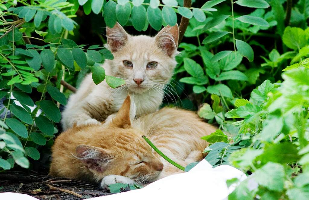 ��������� ���