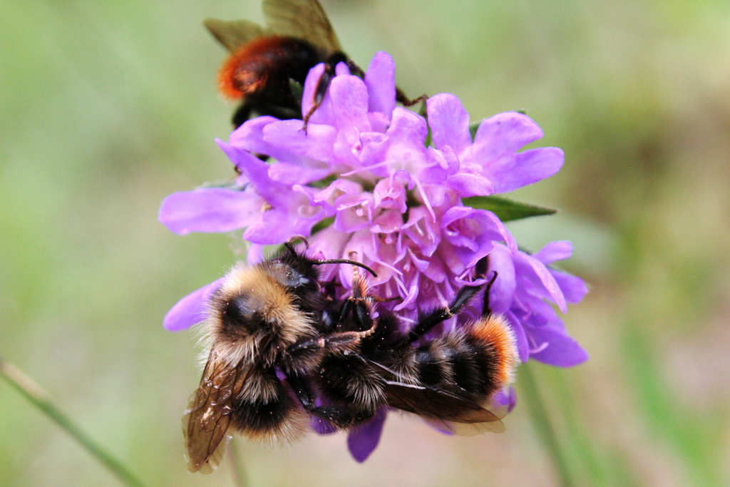 ������ ��� �� �������...