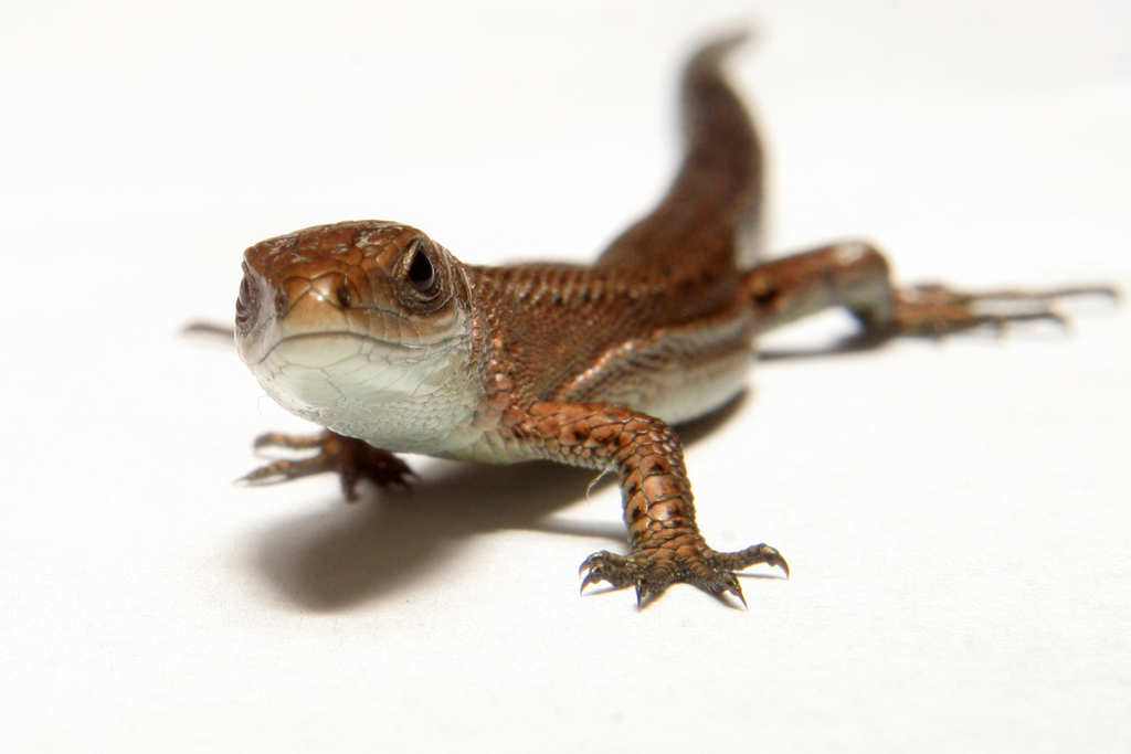 � ��� ��� ���?