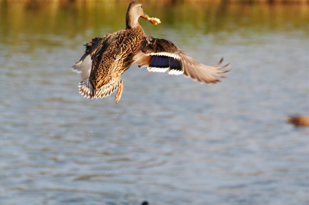 � �������