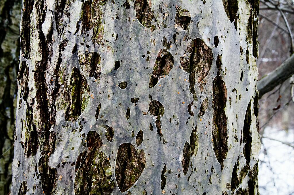 ������ ��� ������