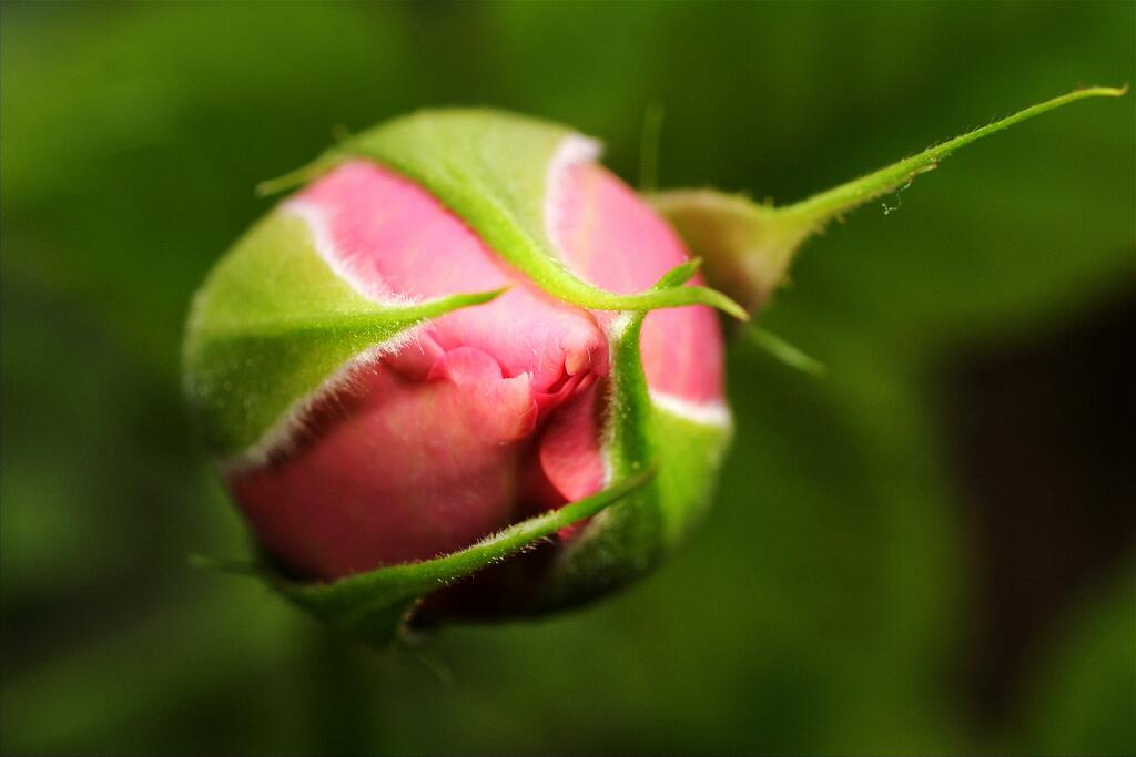 ������� ���������