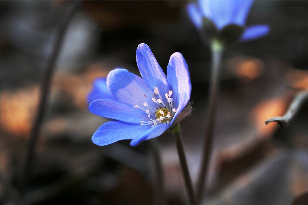 ������� �������