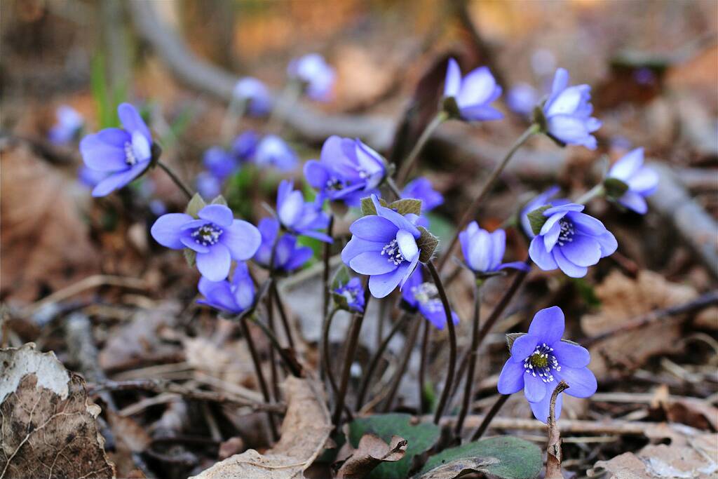 ������ ��������