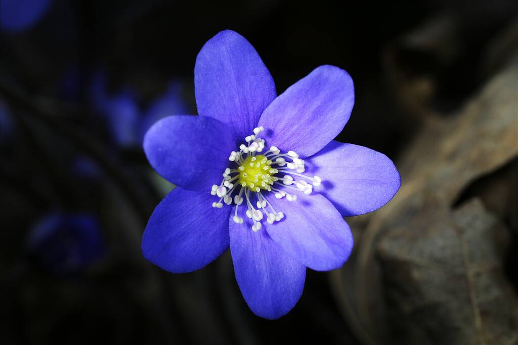 ��������� ��������