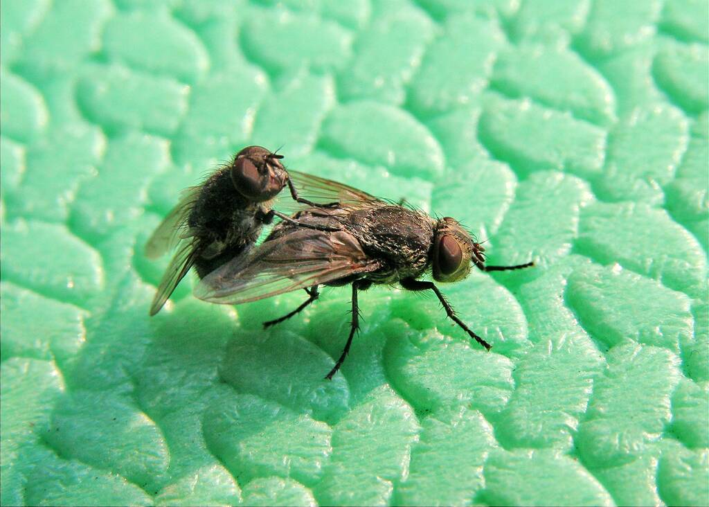 �� �������