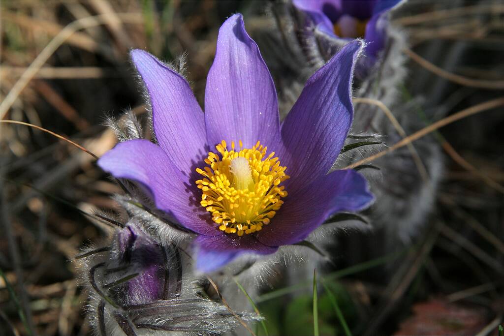 ��� �����