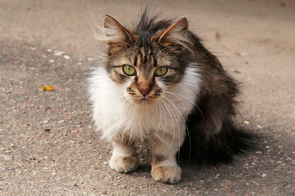 �����. �������