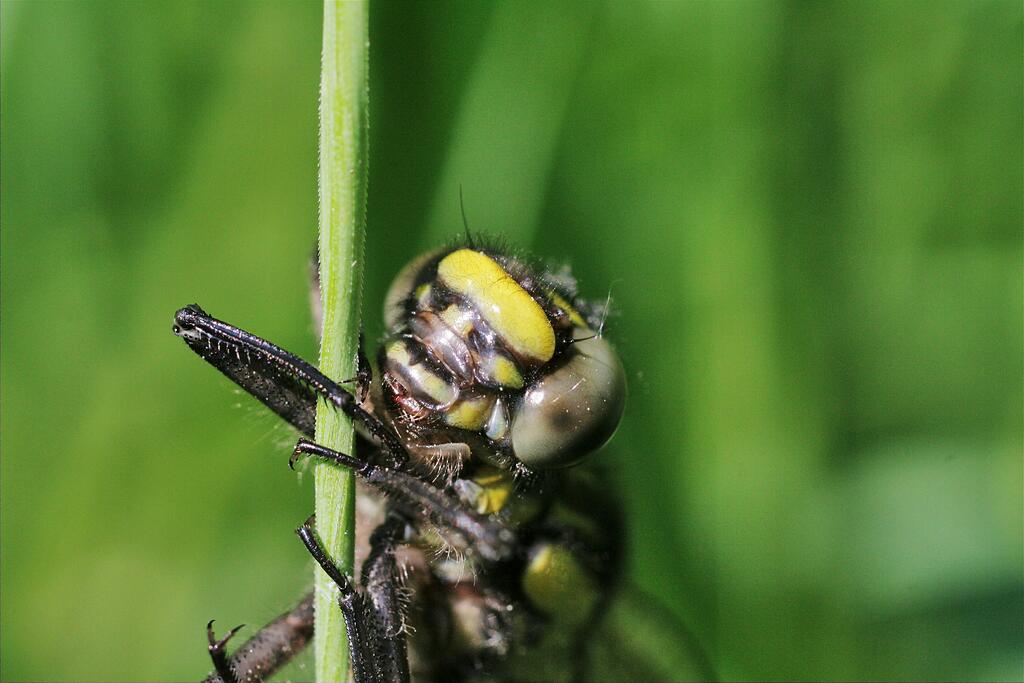 ����� ���� ���������..