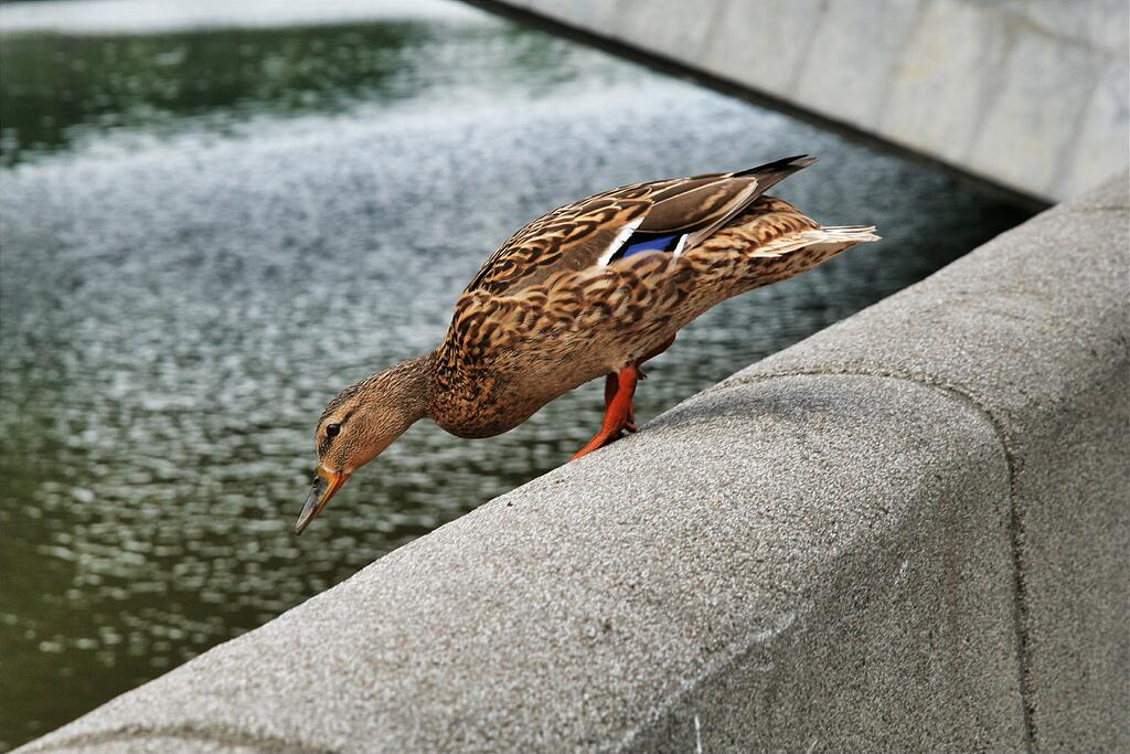 � ������ �����!