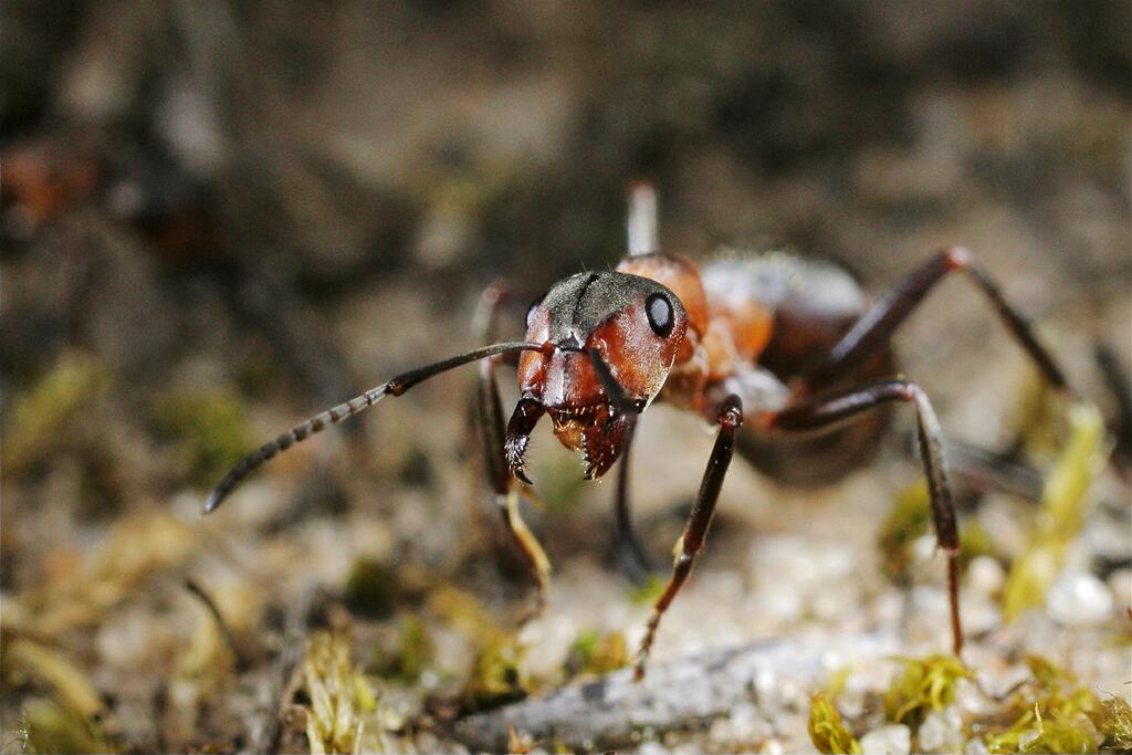 �� ������