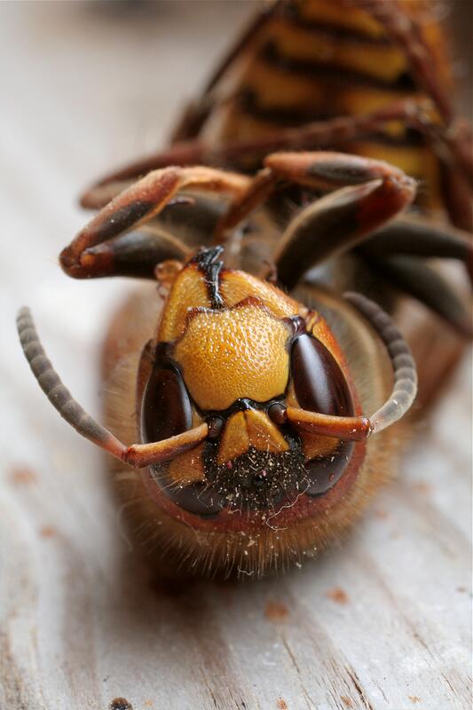 "������"