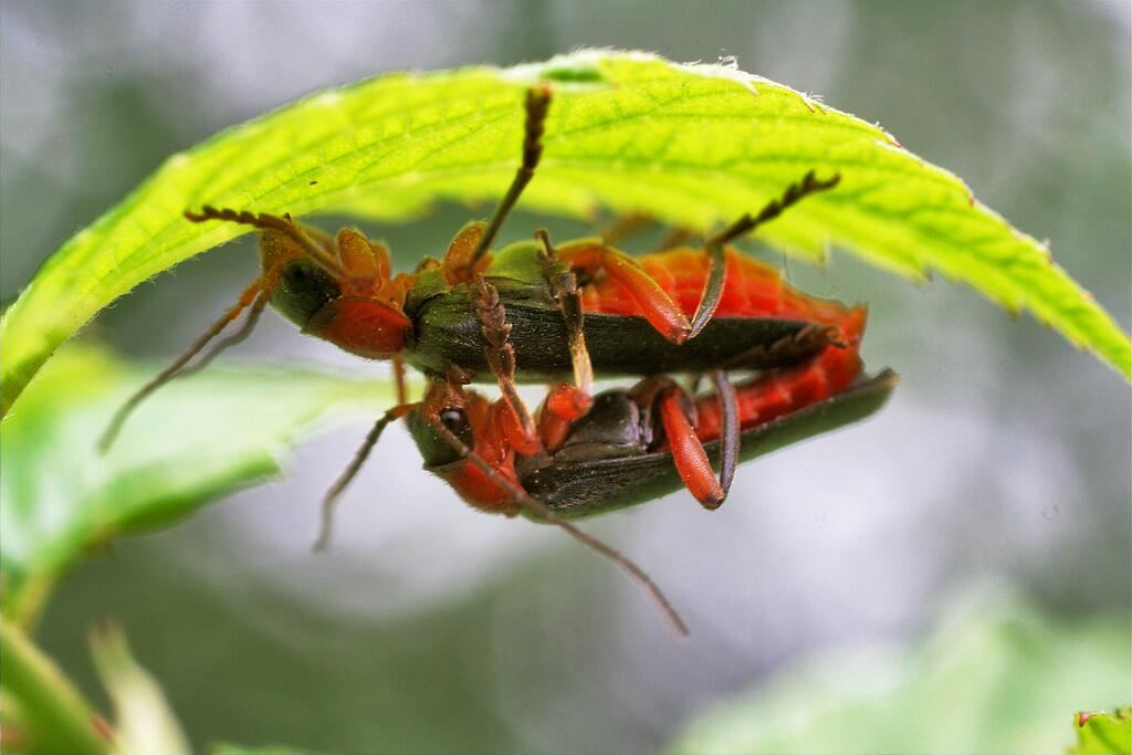 ��� ���������