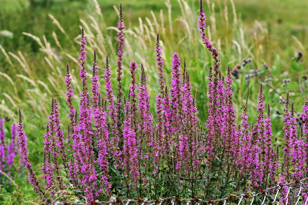 ������� �����