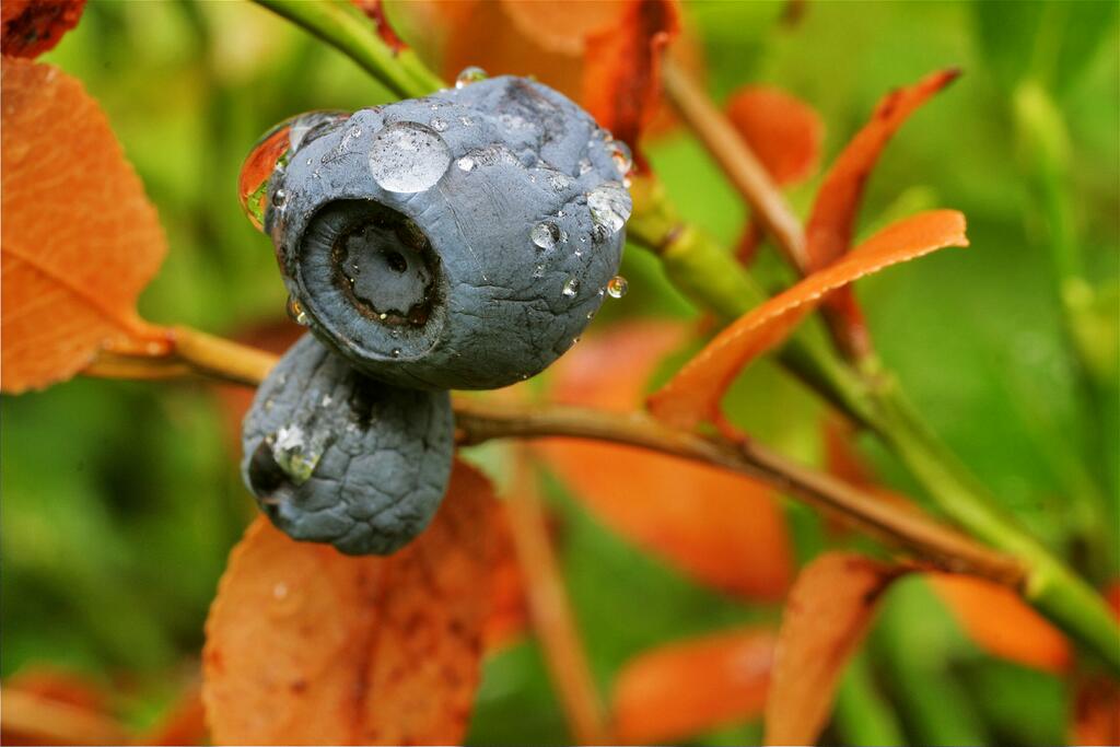 �������� - �� �������...