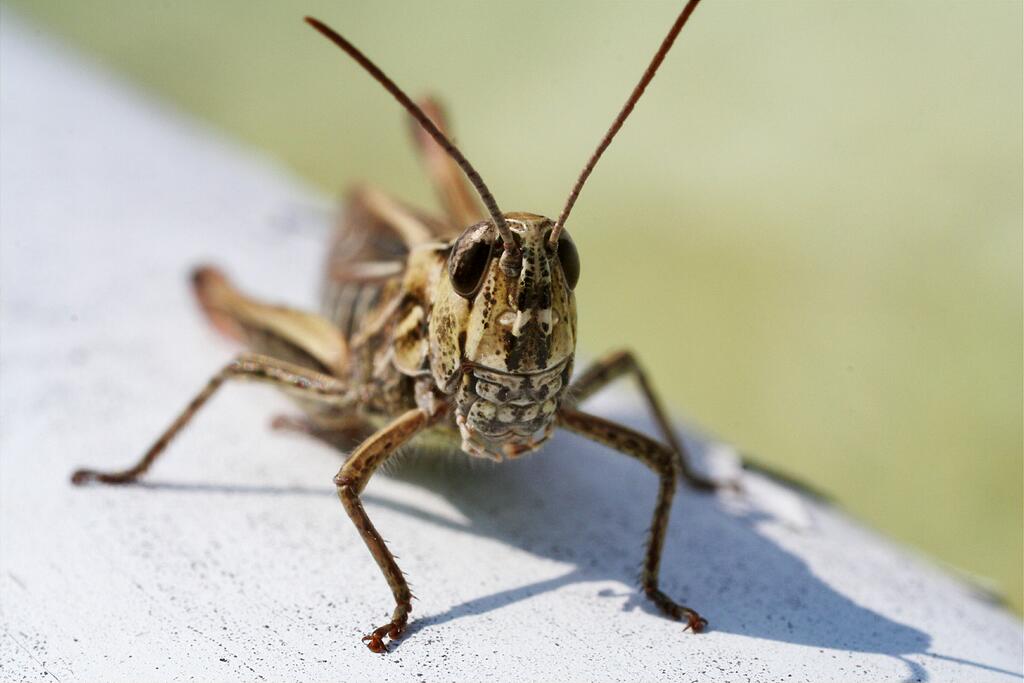 ��������. �������