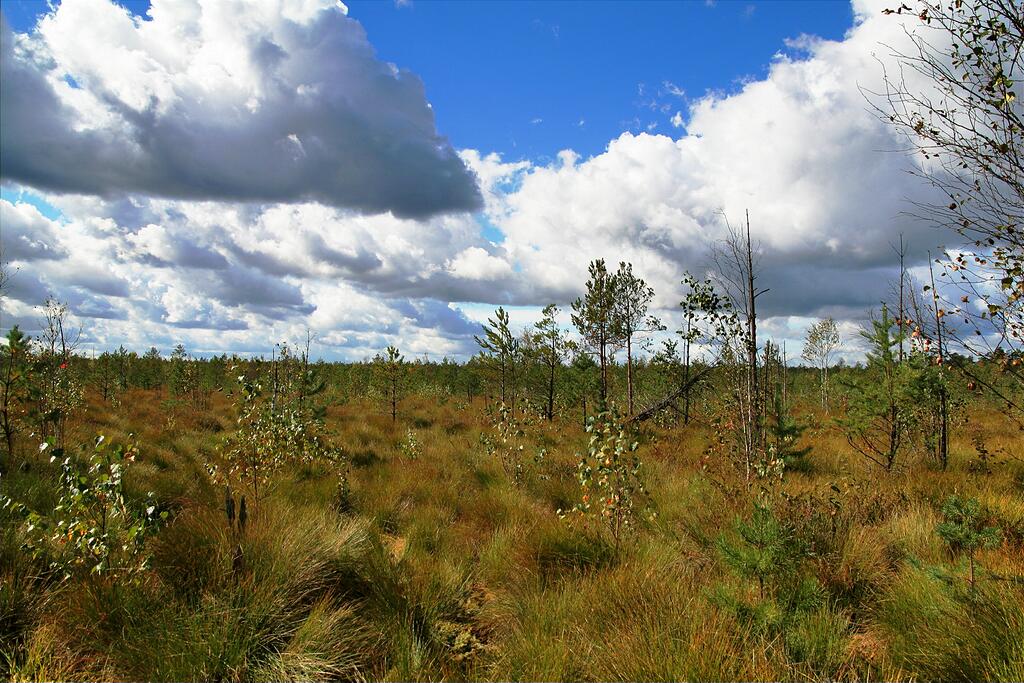 ������ ��������