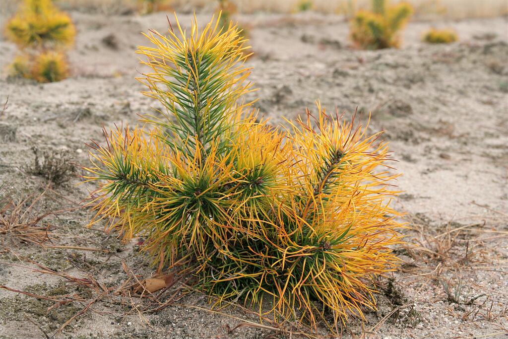 ������������ ���������