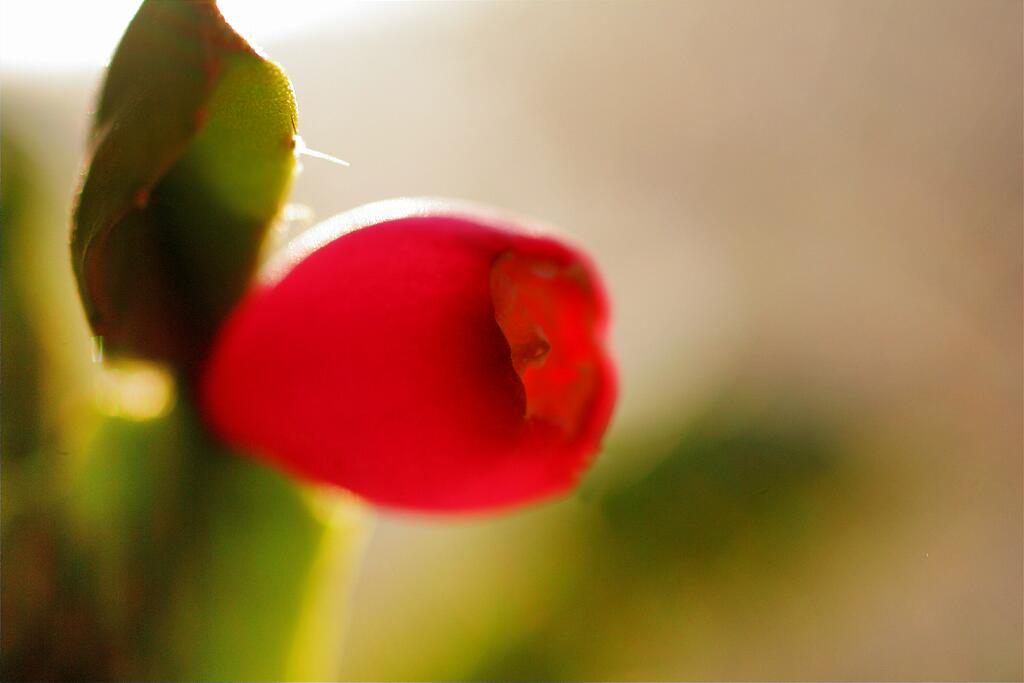 ���������. 