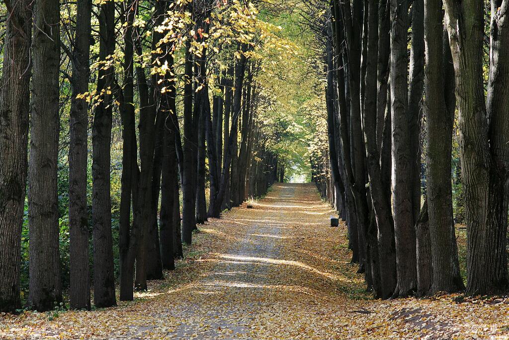 ������� �����