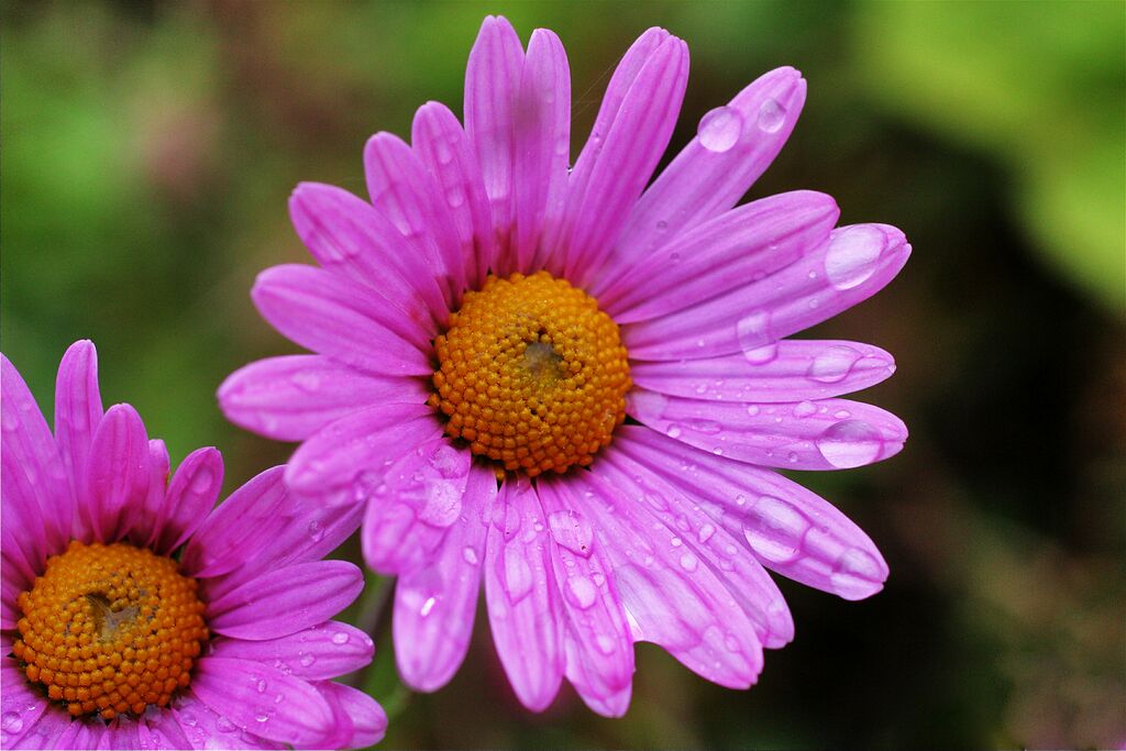 ������� �������