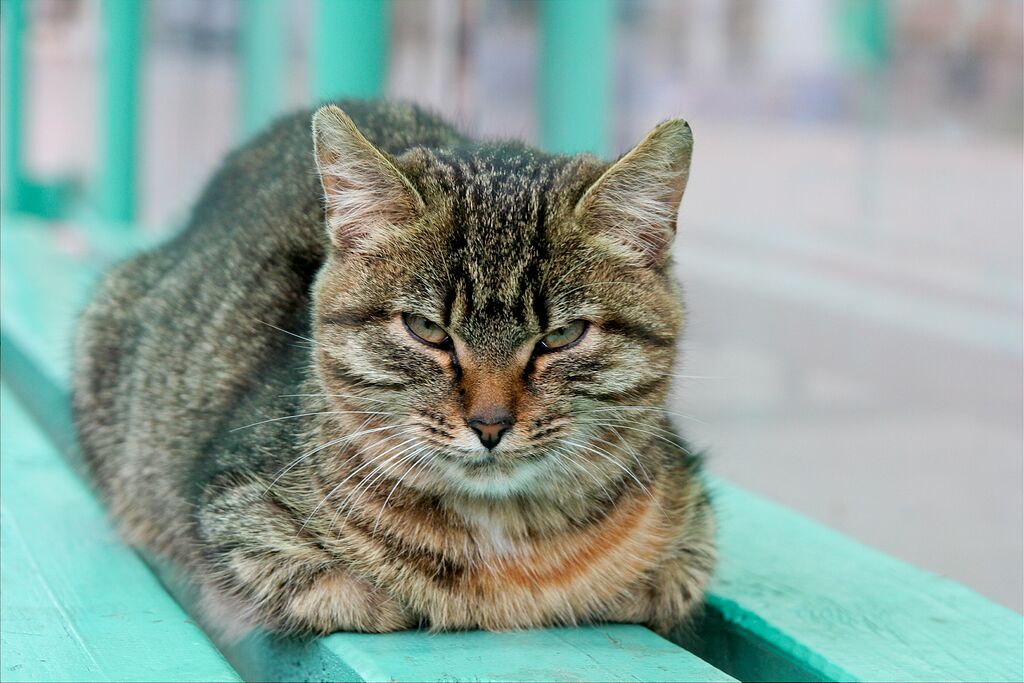 ���� ��������� �� �����