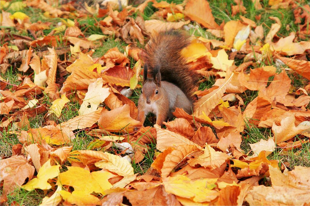 ��������� ������� �� ����