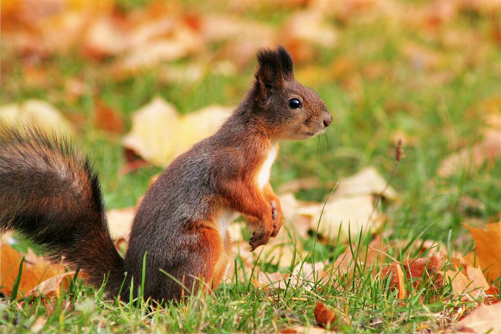 ������� ���������