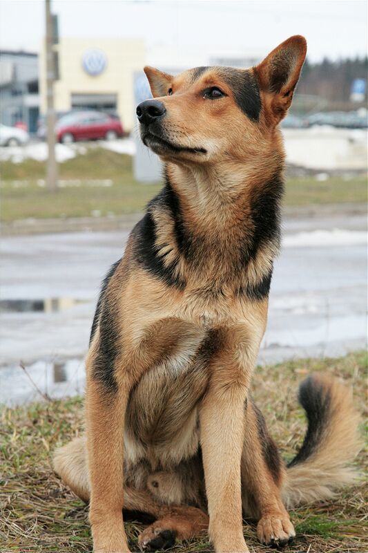 ������ ����