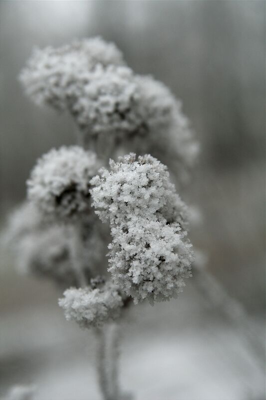 ������ �����