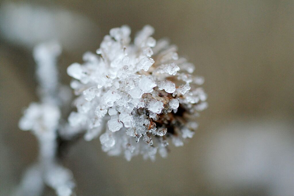 ������ �����