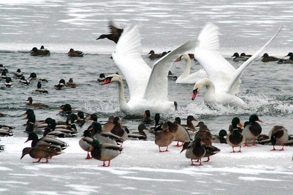 ����� �������