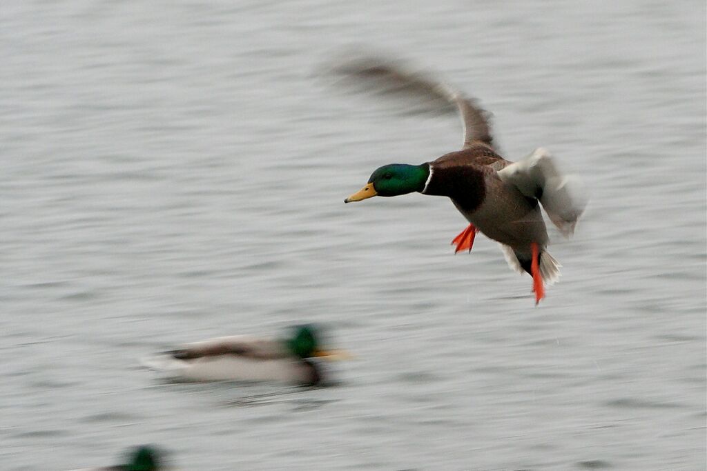 ������� �� �������.