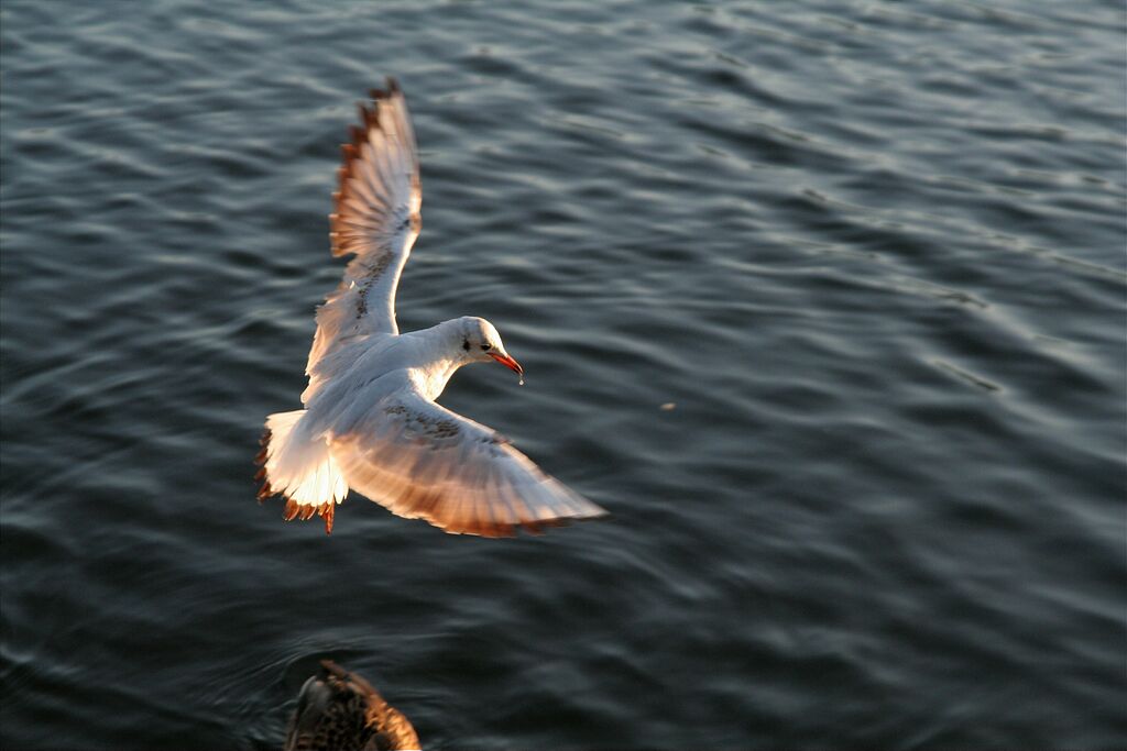 � ���� �� ��� ��������...