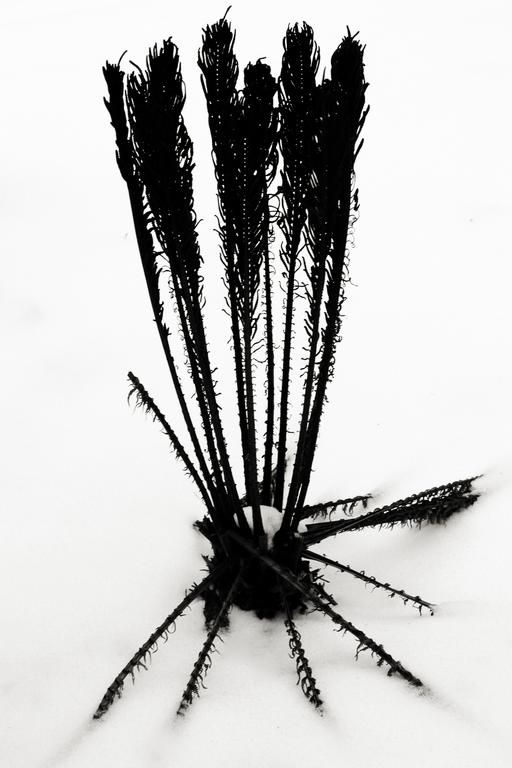 ������������ �����