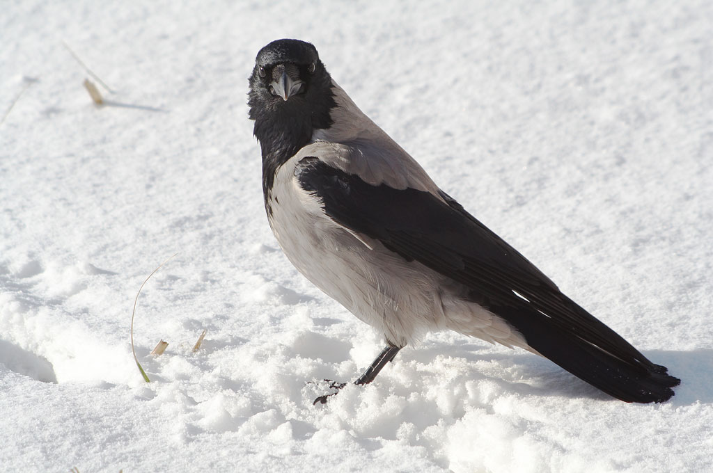 � ��� ��� ���� ��� �������?