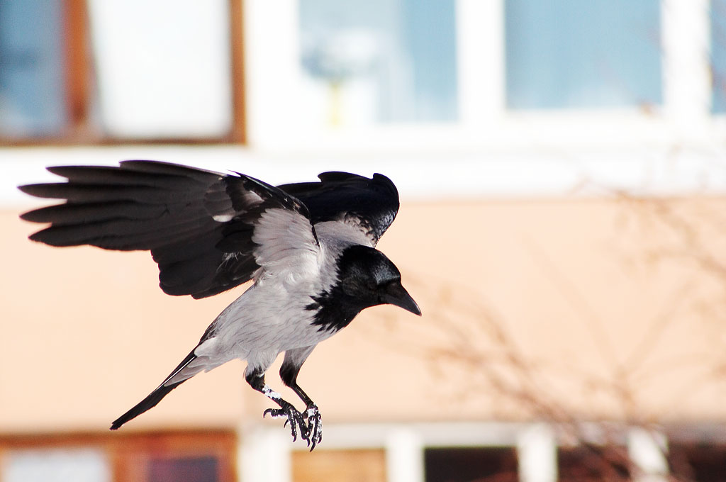 � ������� ������