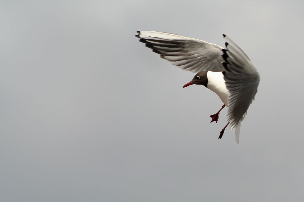 ��������� ������������