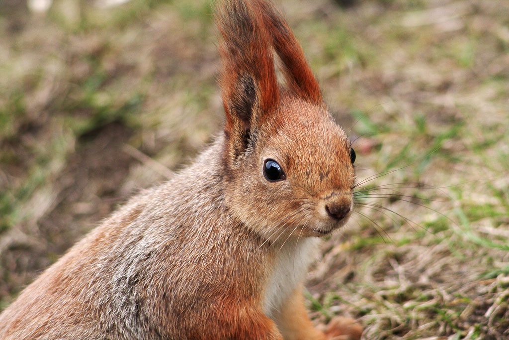 ������� �� ����������...