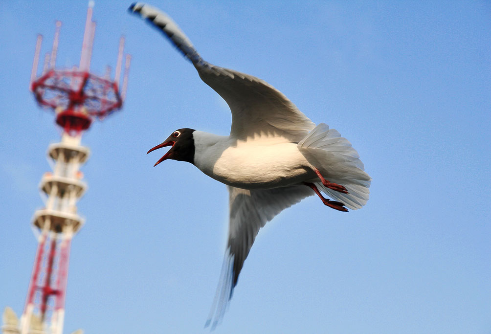 ����������� ���.. ���� ��������� �����