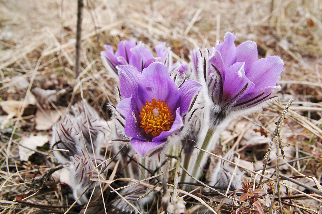 ���-�����. �������