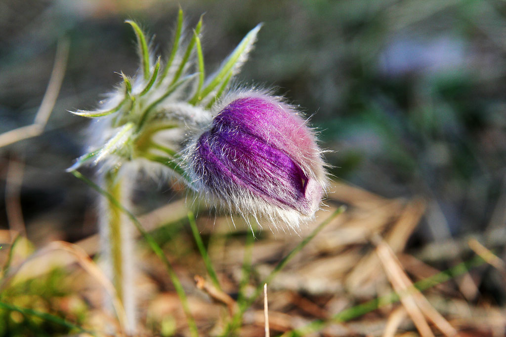 ��� �����