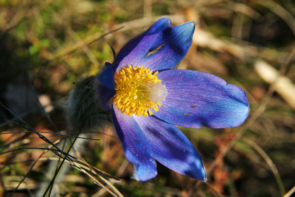 ��� �����