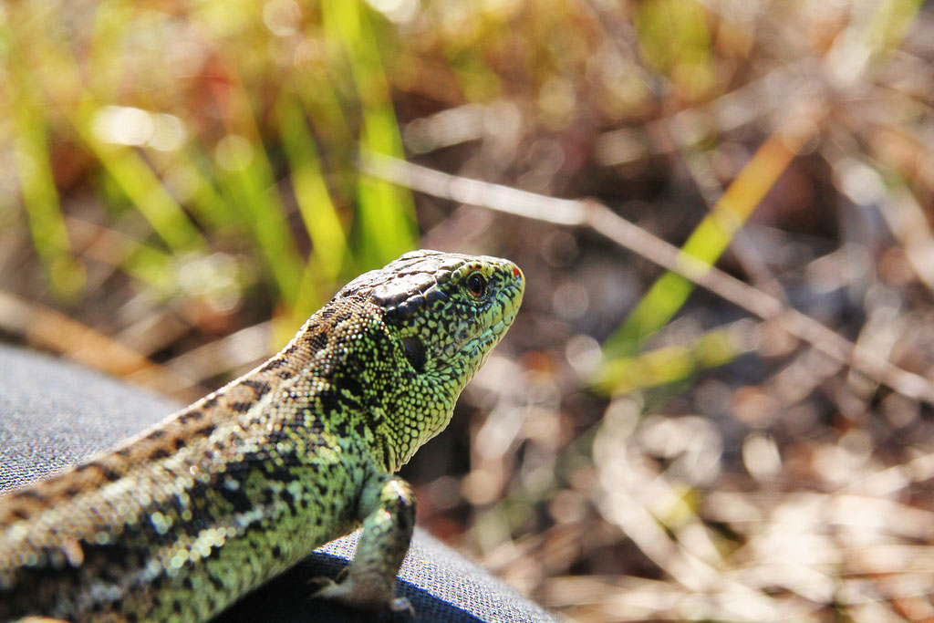 ��������������� �� ���������