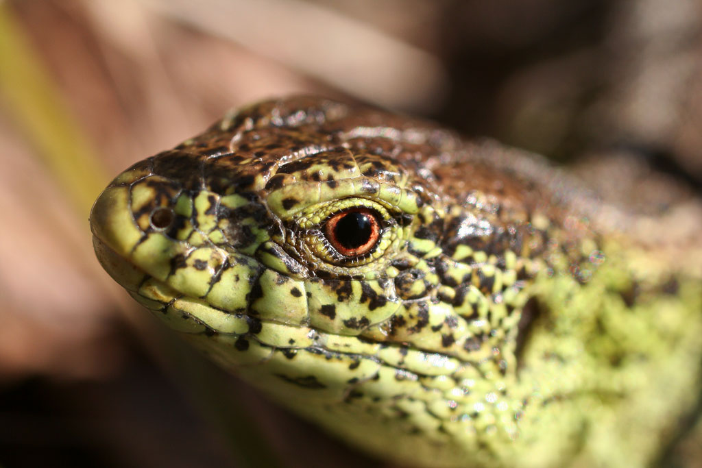 �������. �������